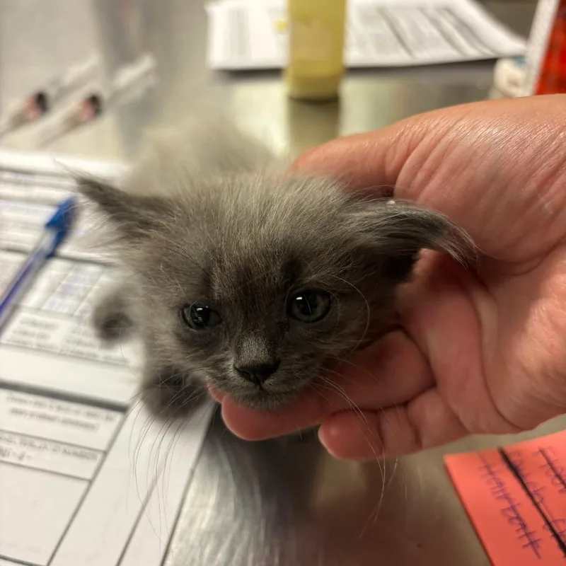 A baby small-sized female Gray / Blue / Silver Domestic Long Hair cat named Hairball for adoption in Ottawa, KS