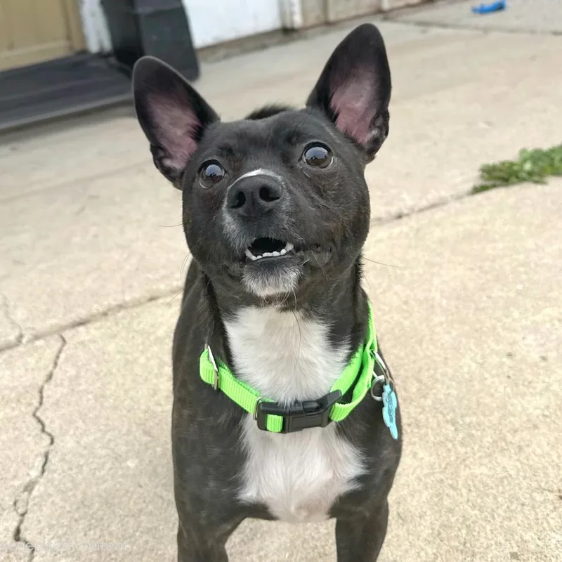 An adult small-sized male Mixed Breed dog named Monty for adoption in Owosso, MI