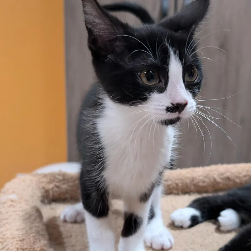 A baby small-sized female Black Domestic Short Hair cat named Winter Banana for adoption in Roselle, IL