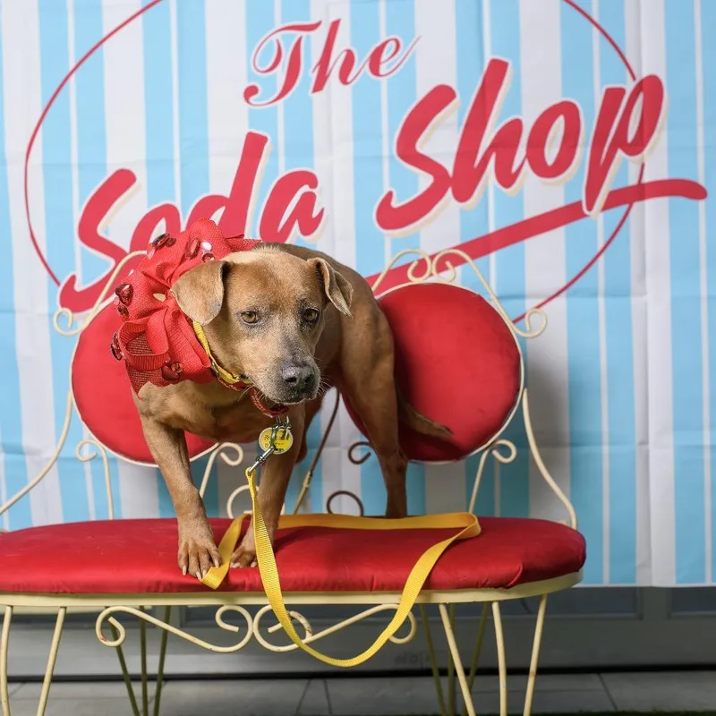 Munchkin thumbnail 3