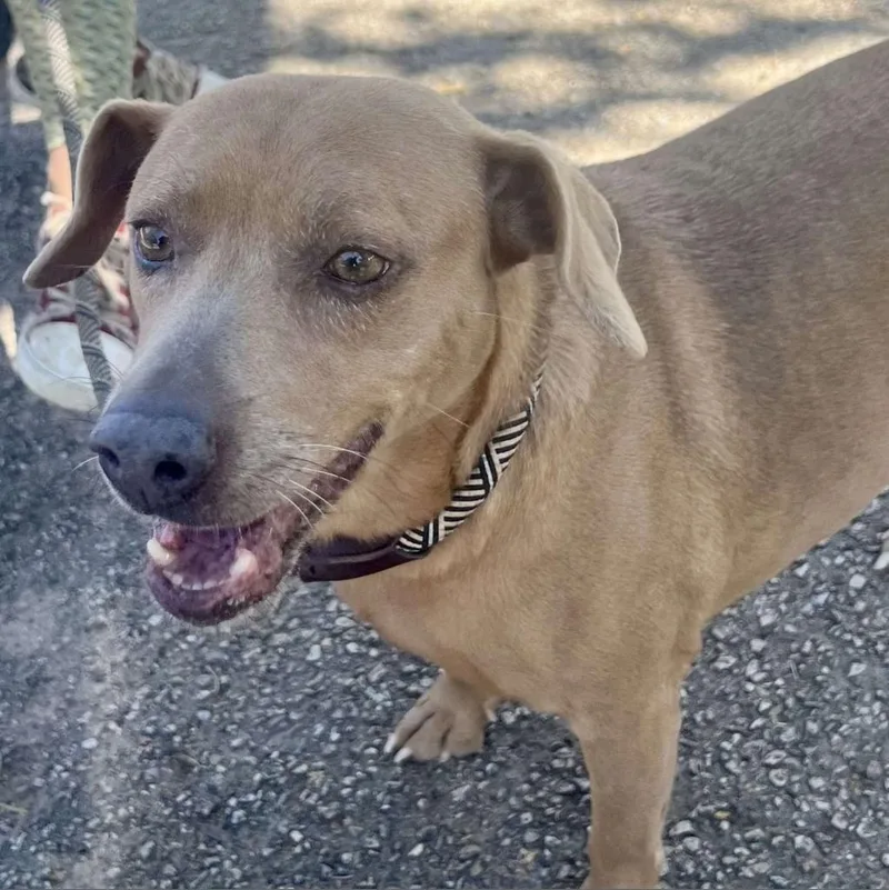 Munchkin thumbnail 5