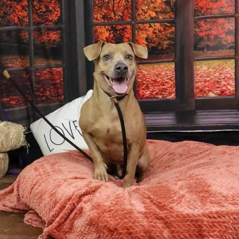 Munchkin thumbnail 6