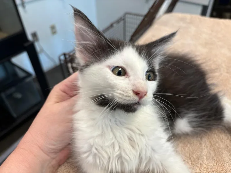 A baby small-sized male Domestic Short Hair cat named Bolognese for adoption in Chatsworth, CA