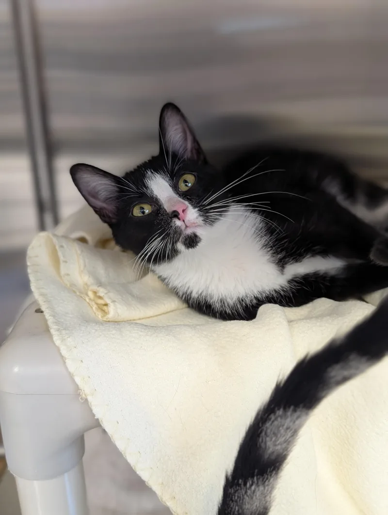 A baby medium-sized female Black & White / Tuxedo Domestic Short Hair cat named Jennette for adoption in Jefferson, WI