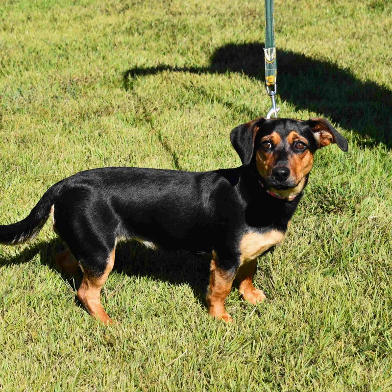 A young small-sized female Dachshund dog named Penelope for adoption in Searcy, AR