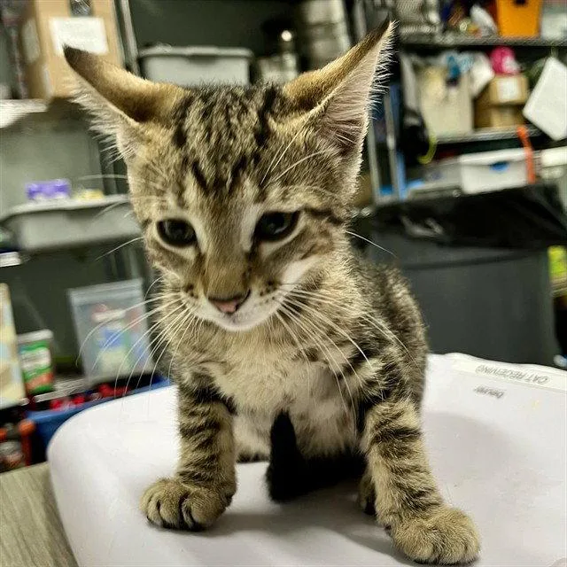 A baby small-sized male Brown / Chocolate Domestic Short Hair cat named King Crab for adoption in Tavares, FL