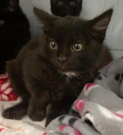 Sirius