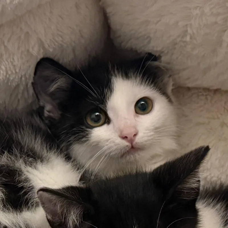 A baby small-sized male Black Domestic Short Hair cat named Mr. Blue for adoption in Georgetown, KY