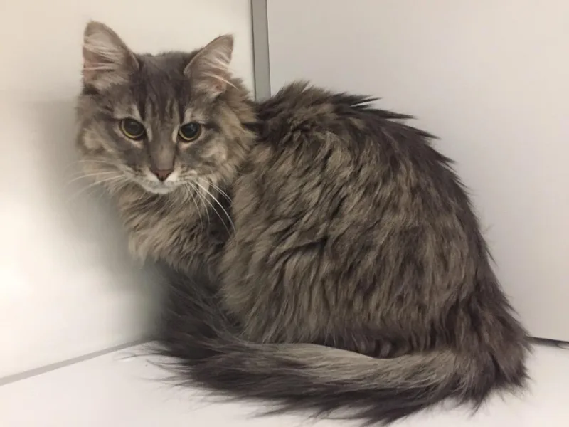 A young medium-sized female Domestic Long Hair cat named Artemis Athena for adoption in Peoria, AZ