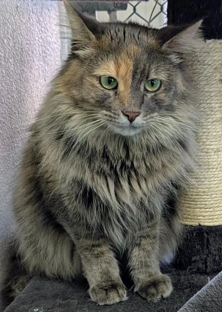 Artemis  Athena thumbnail 3