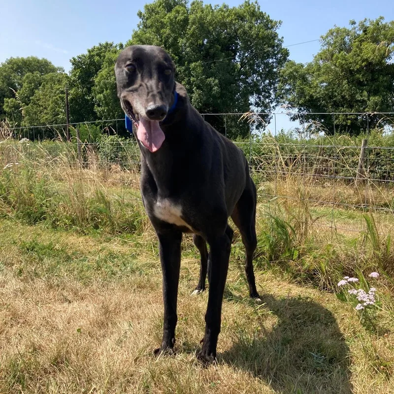 An adult large-sized male Greyhound dog named Bionic Blake for adoption in North Port, FL