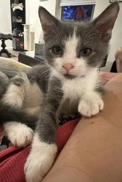 A baby medium-sized male Gray & White Domestic Short Hair cat named Fig & Olive for adoption in Lemoyne, PA