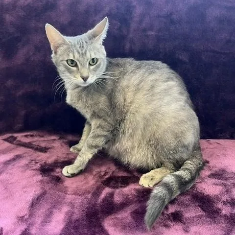 An adult medium-sized female Tabby (Gray / Blue / Silver) Domestic Short Hair cat named Carla for adoption in Tyler, TX
