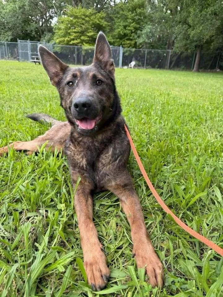 A young large-sized female German Shepherd Dog dog named Dori for adoption in Suamico, WI