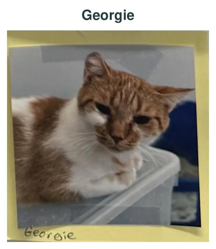 An adult large-sized male Orange & White Domestic Short Hair cat named Georgie for adoption in Richland Center, WI