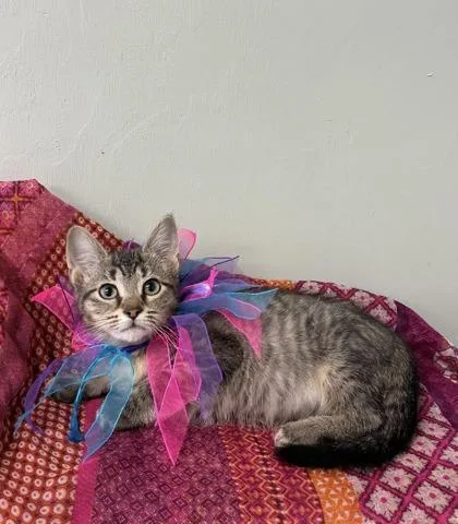 A baby medium-sized female Domestic Short Hair cat named Parsnip for adoption in Picayune, MS