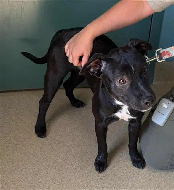 A young medium-sized female Feist dog named Monica for adoption in Newton, NC
