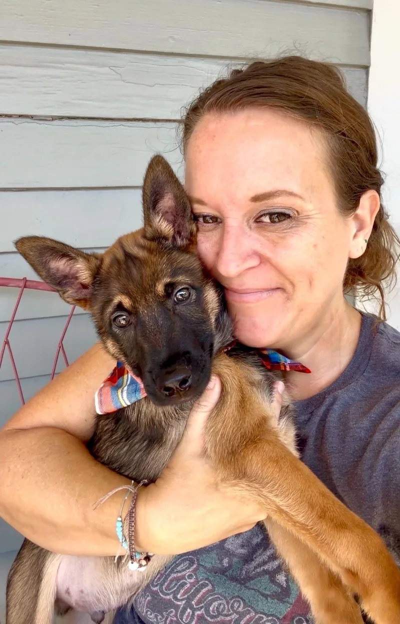 A baby medium-sized male Belgian Shepherd / Malinois dog named George for adoption in Gulfport, MS