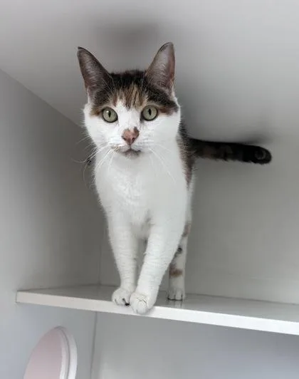 A senior small-sized female Domestic Short Hair cat named Grace for adoption in Manteo, NC
