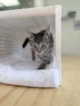 A baby medium-sized male Tabby (Gray / Blue / Silver) Domestic Short Hair cat named Jewel for adoption in Steamboat Springs, CO