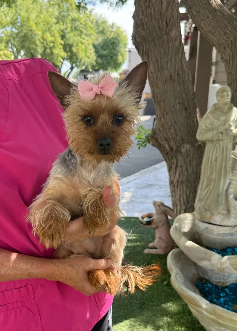 A young small-sized female Black Silky Terrier dog named Tulip for adoption in Temecula, CA