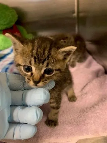 A baby small-sized female Domestic Short Hair cat named Sprinkles for adoption in San Martin, CA