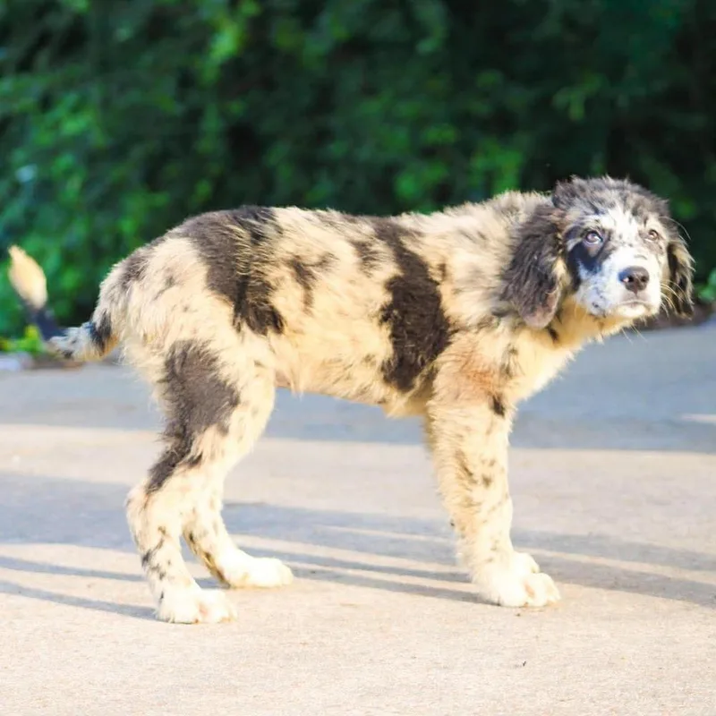 A baby large-sized female Mixed Breed dog named Lily Pad for adoption in Groveland, MA