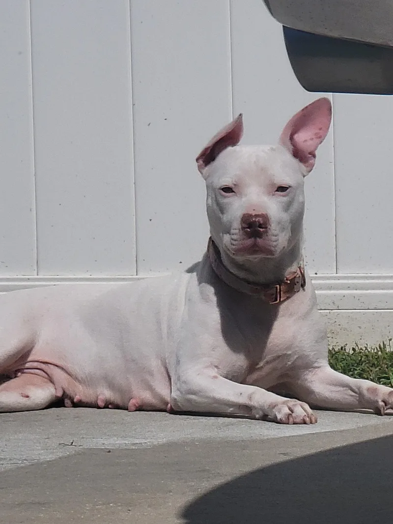 An adult medium-sized female White / Cream Miniature Bull Terrier dog named Blue for adoption in Odessa, FL