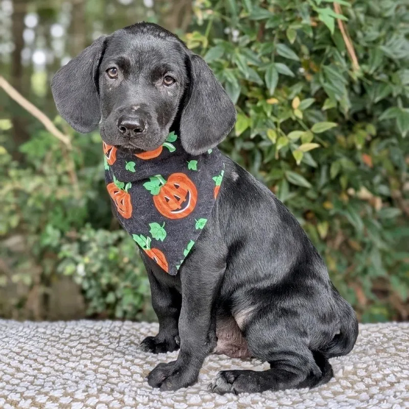 A baby small-sized male Black Labrador Retriever dog named Gourdy for adoption in Tyrone, GA