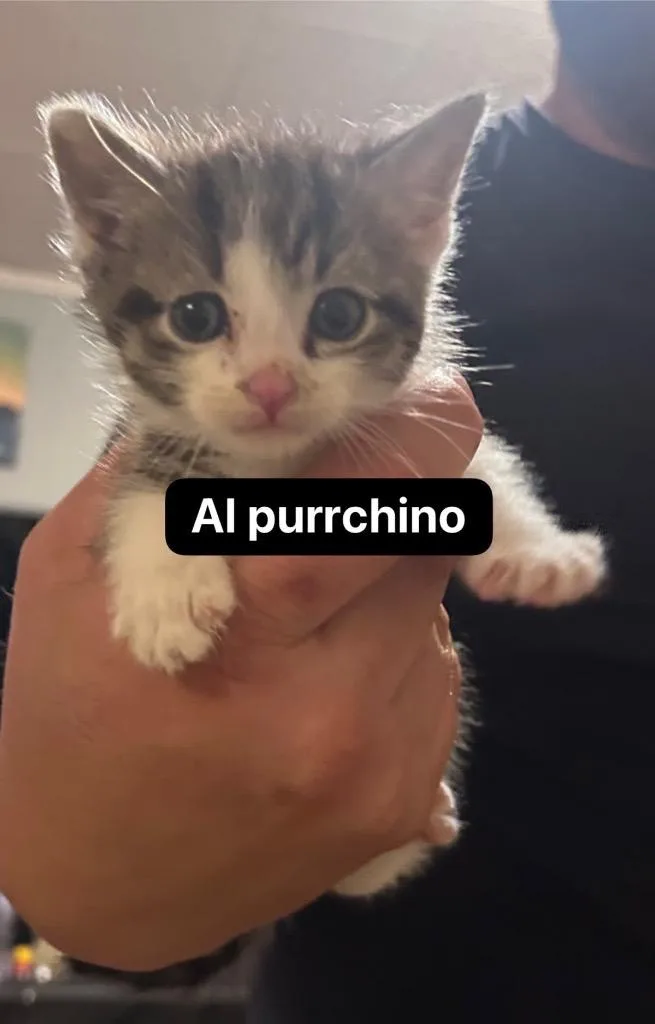 A baby medium-sized male Domestic Short Hair cat named Patches for adoption in Johnson City, TN