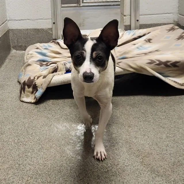 An adult medium-sized male Chihuahua dog named Remington for adoption in Huntsville, AL