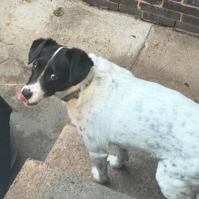 A senior medium-sized male White / Cream Mixed Breed dog named Jack for adoption in Tunkhannock, PA