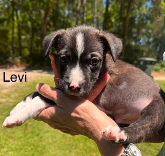 A baby medium-sized male Black Mixed Breed dog named Levi for adoption in Eutawville, SC