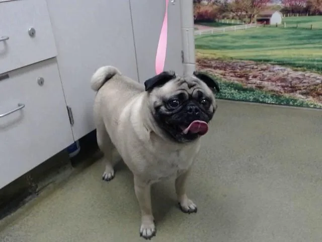 An adult large-sized male Pug dog named Clarence for adoption in Moreno Valley, CA