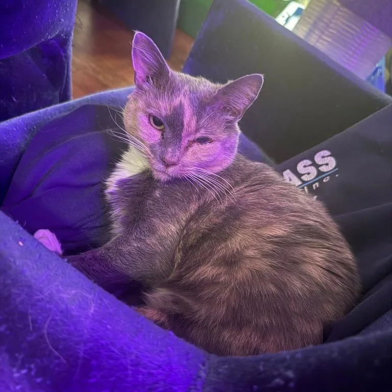 An adult small-sized female Tortoiseshell Domestic Short Hair cat named Melon for adoption in Durham, NC