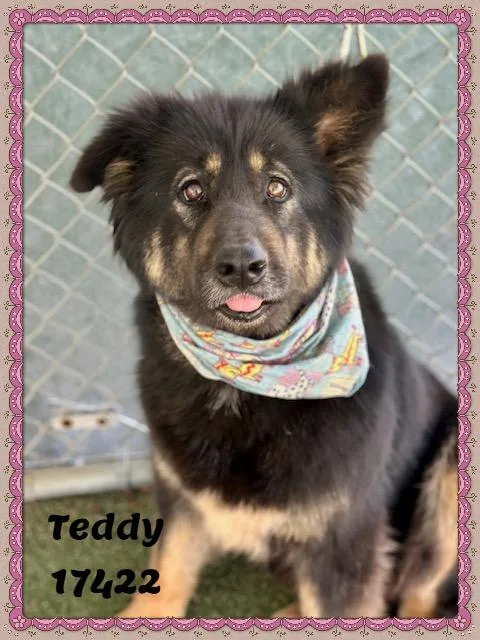 Teddy See Also Bea thumbnail 2