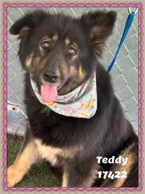 Teddy See Also Bea thumbnail 3