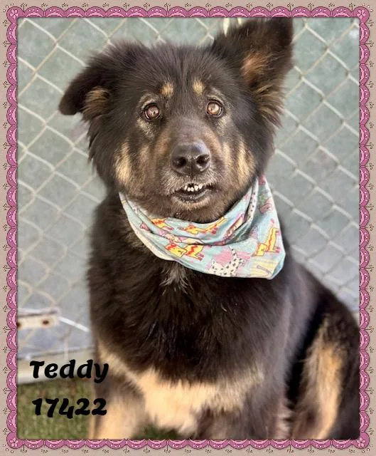 Teddy See Also Bea thumbnail 4