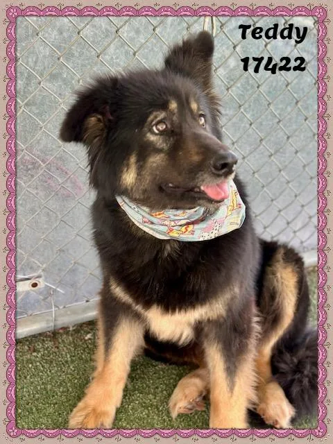 Teddy See Also Bea thumbnail 5