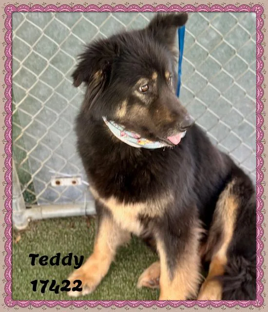 Teddy See Also Bea thumbnail 6