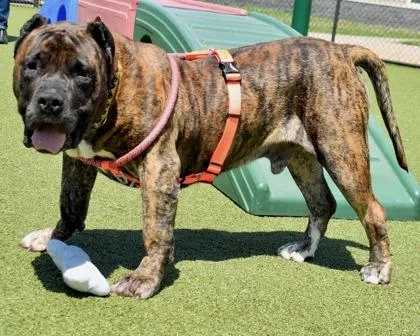 An adult large-sized male Mixed Breed dog named Big Handsome for adoption in West Seneca, NY