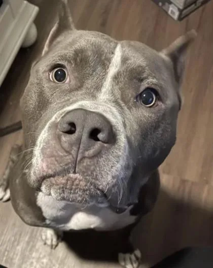 An adult large-sized male Mixed Breed dog named Rocky for adoption in Fairfax, VA