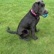 A baby small-sized female Gray / Blue / Silver Retriever dog named Bella Grey for adoption in Huntsville, AL