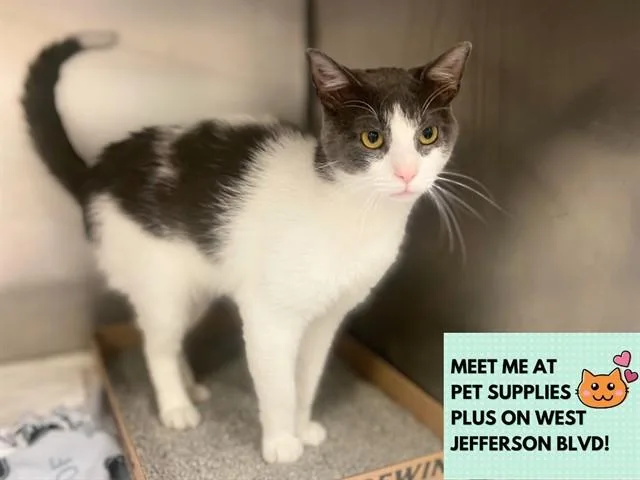 A young medium-sized male Domestic Short Hair cat named Maverick for adoption in Fort Wayne, IN
