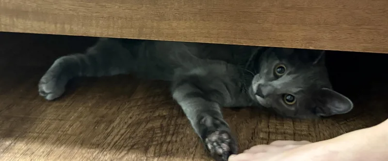 A baby medium-sized male Gray / Blue / Silver Domestic Short Hair cat named Oliver for adoption in Keller, TX