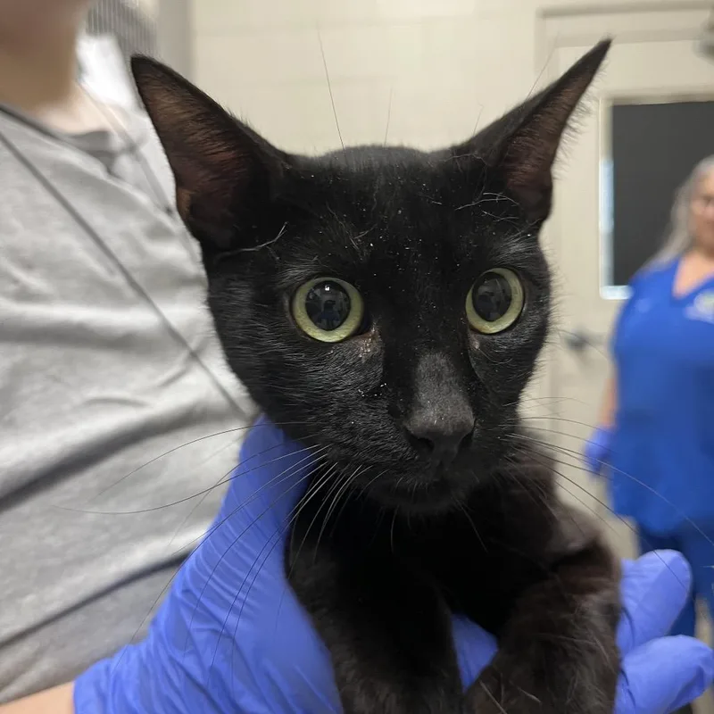 A young medium-sized male Black Domestic Short Hair cat named Merlin for adoption in Milton, FL
