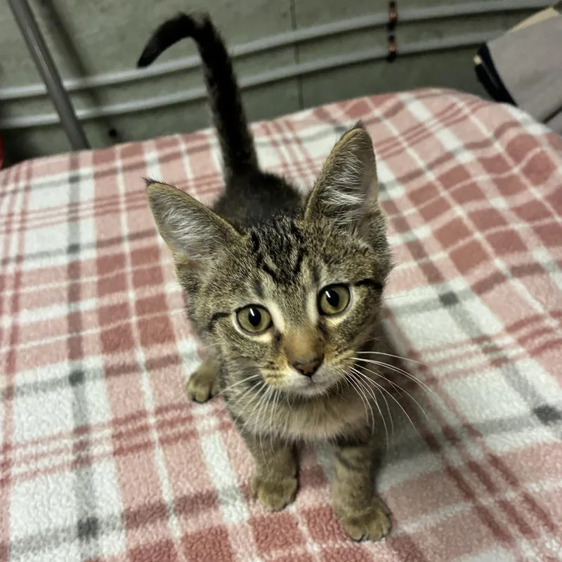 A baby small-sized male Brown / Chocolate Domestic Short Hair cat named Bonanno for adoption in Normal, IL