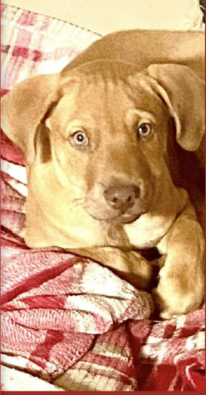 A baby large-sized male Golden Retriever dog named Acorn for adoption in Dallas, TX