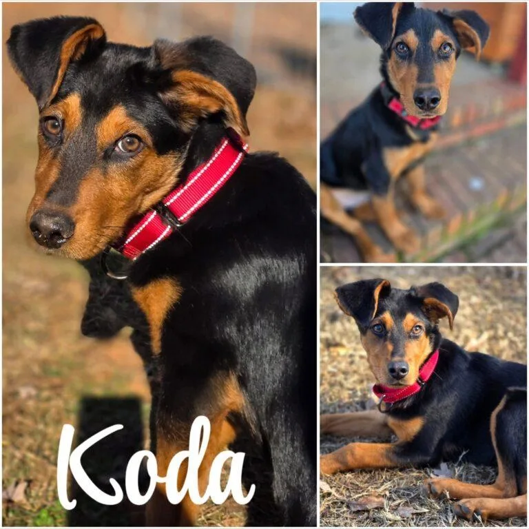 Koda