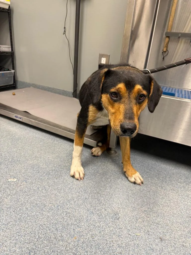 A baby large-sized male Mixed Breed dog named Darian for adoption in Sapulpa, OK